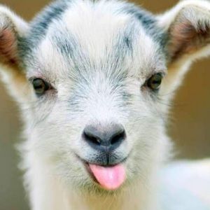 Meet your Posher, Madison